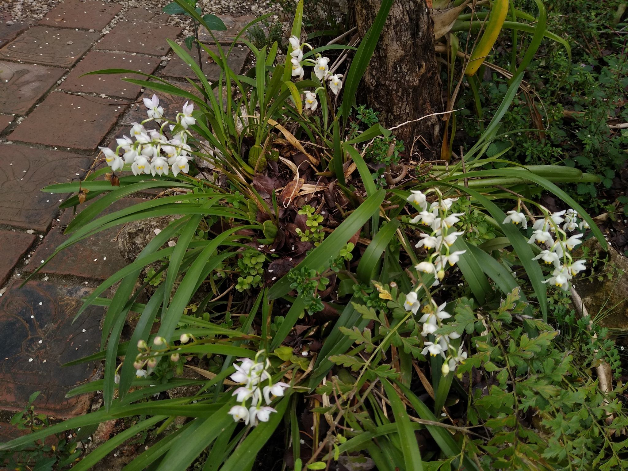 Osmoglossum pulchellum